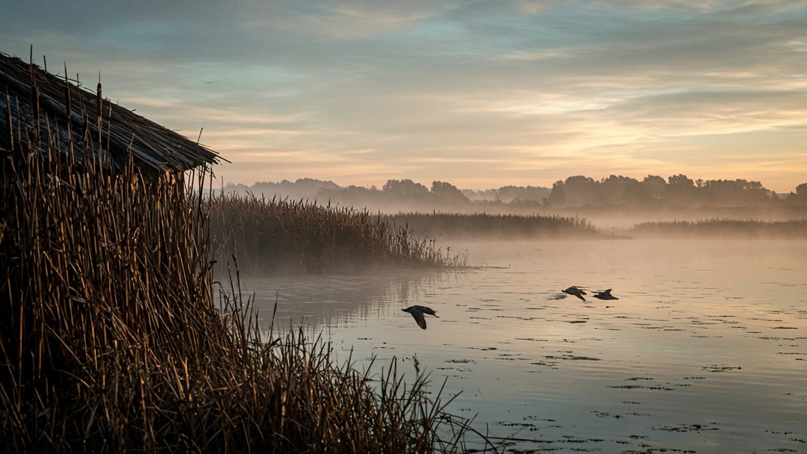 Teal flying low over a public marsh at first light with a small decoy spread in the cattails