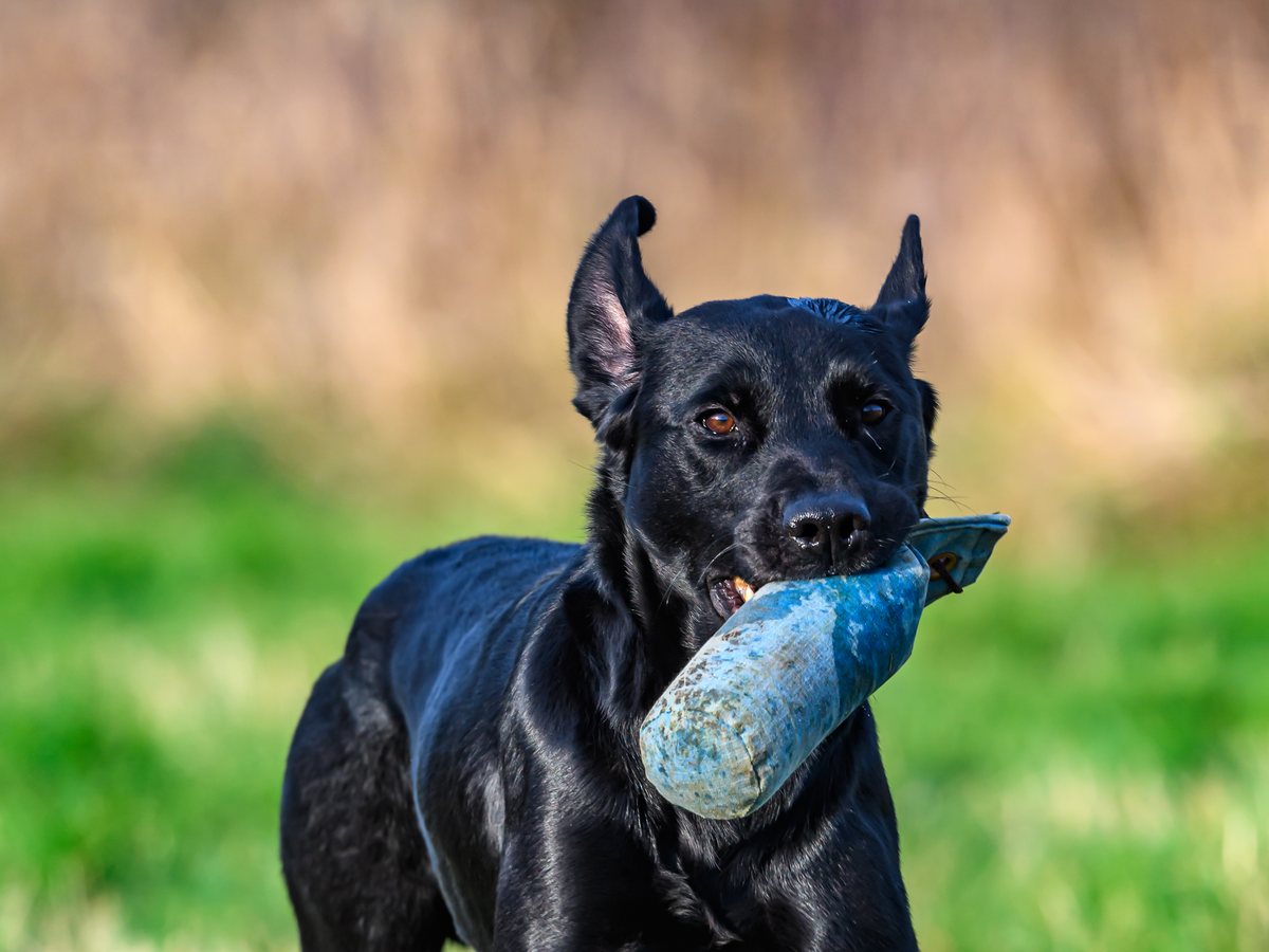 A Dokken dummy on wet grass, a whistle on a lanyard. The throw is the training.